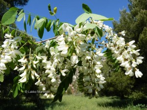 fleurs-acacia