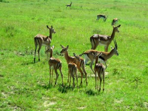 gazelle-impala-topi-hartebeest-at-masai-mara-1365791