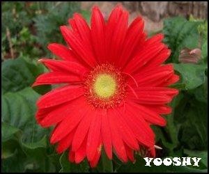 daisy_gerbera_red