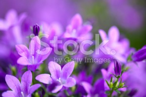 stock-photo-19269131-campanula-portenschlagiana