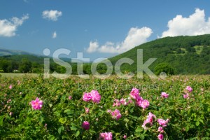 stock-photo-20706412-rose-fields