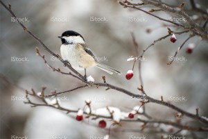 stock-photo-51705266-chickadee