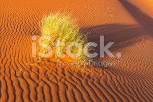 stock-photo-61606442-erg-chebbi-desert-in-evening-tuft-of-grass-sun-morocco