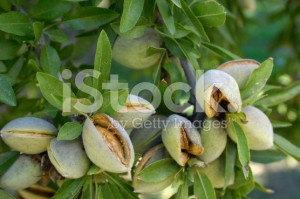 stock-photo-6808978-close-up-of-ripening-almonds-on-central-california-orchard