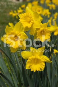 stock-photo-76557919-daffodils-flowers-flores-de-narcisos