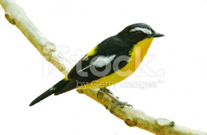 stock-photo-84222287-bird-in-nature-yellow-rumped-flycatcher-perching-on-a-branch