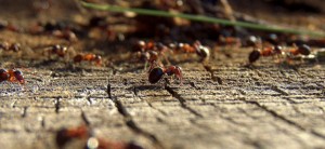 fourmis_rouges_-_photo_-_kismihok