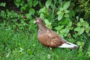 un-pigeon-dans-mon-jardin-1070053854-1307714