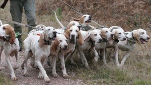 chasse-chien-courant-300x170