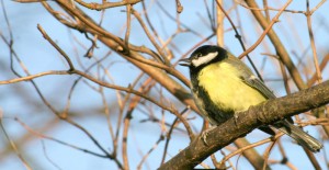 great-tit-1522942