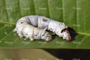 stock-photo-1676183-the-silkworm