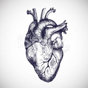 stock-illustration-30213914-human-heart-
