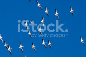 stock-photo-2527458-american-white-pelicans-soaring