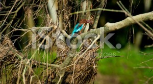 stock-photo-58372428-nepal-marsh