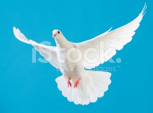 stock-photo-21336201-white-dove-with-outstretched-wings-isolated-on-blue