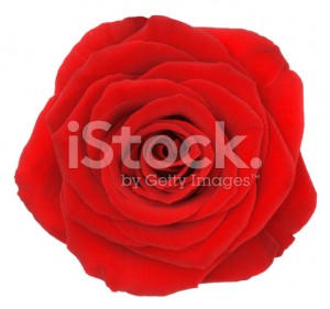 stock-photo-53998486-rose-