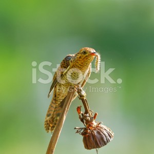 stock-photo-82974297-plaintive-cuckoo