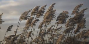 Seed heads of reeds against stormy cloudy winter sky, Hollesley marshes, Suffolk, England