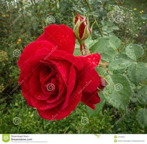 rose-rouge-sous-la-pluie-47578337