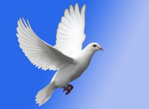 white-dove-in-flight-976408