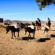 Le chant des montagnes par : Ahmed Safir –Fès – Maroc