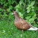 Le pigeon du jardin  par: Fattoum Abidi – poétesse tunisienne
