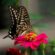 Vole, beau papillon ! par : Mariem Garali Hadoussa – Nabeul – Tunisie