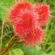 Fleurs du roucou par: Jocelyne Mouriesse – la Martinique